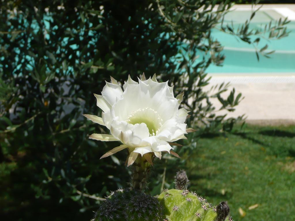 Bed and Breakfast Il Baraccotto Lucignano Exterior foto